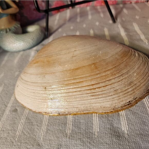 DECOUPAGE CLAM SHELL - Picture 7 of 7